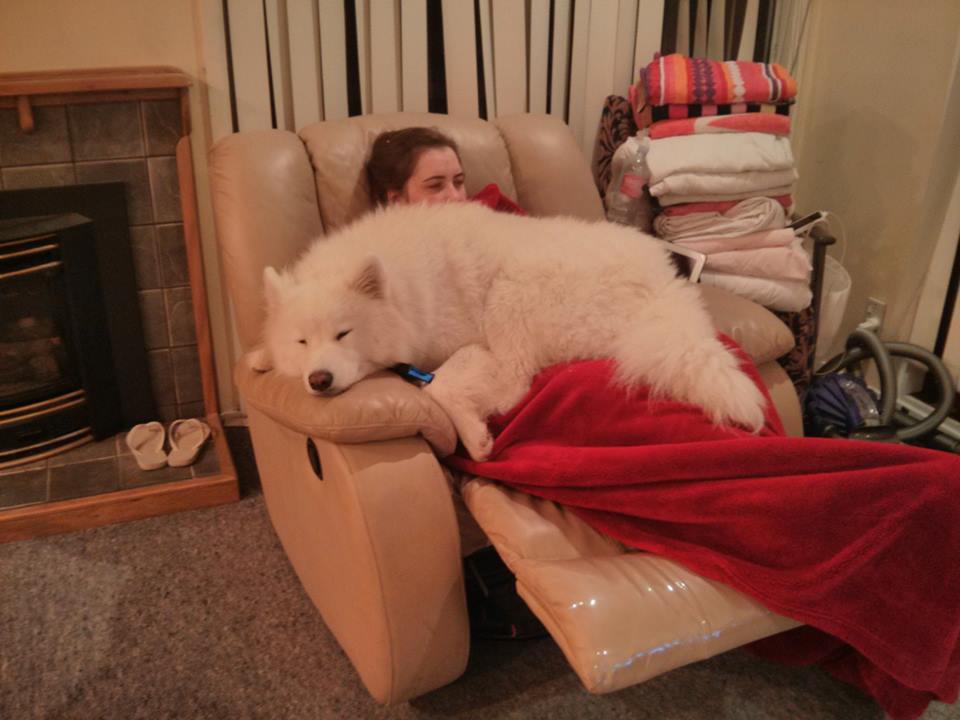 [사모예드] 하루에 빠지는 털로 옷도 짜입는다는 개 jpg | 인스티즈