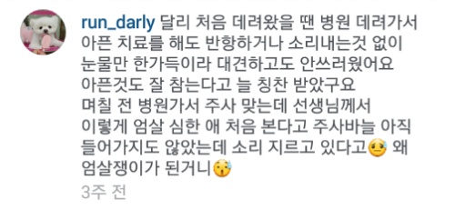 유기견에서 스타강아지가 되기까지 달리의 변화모습 | 인스티즈