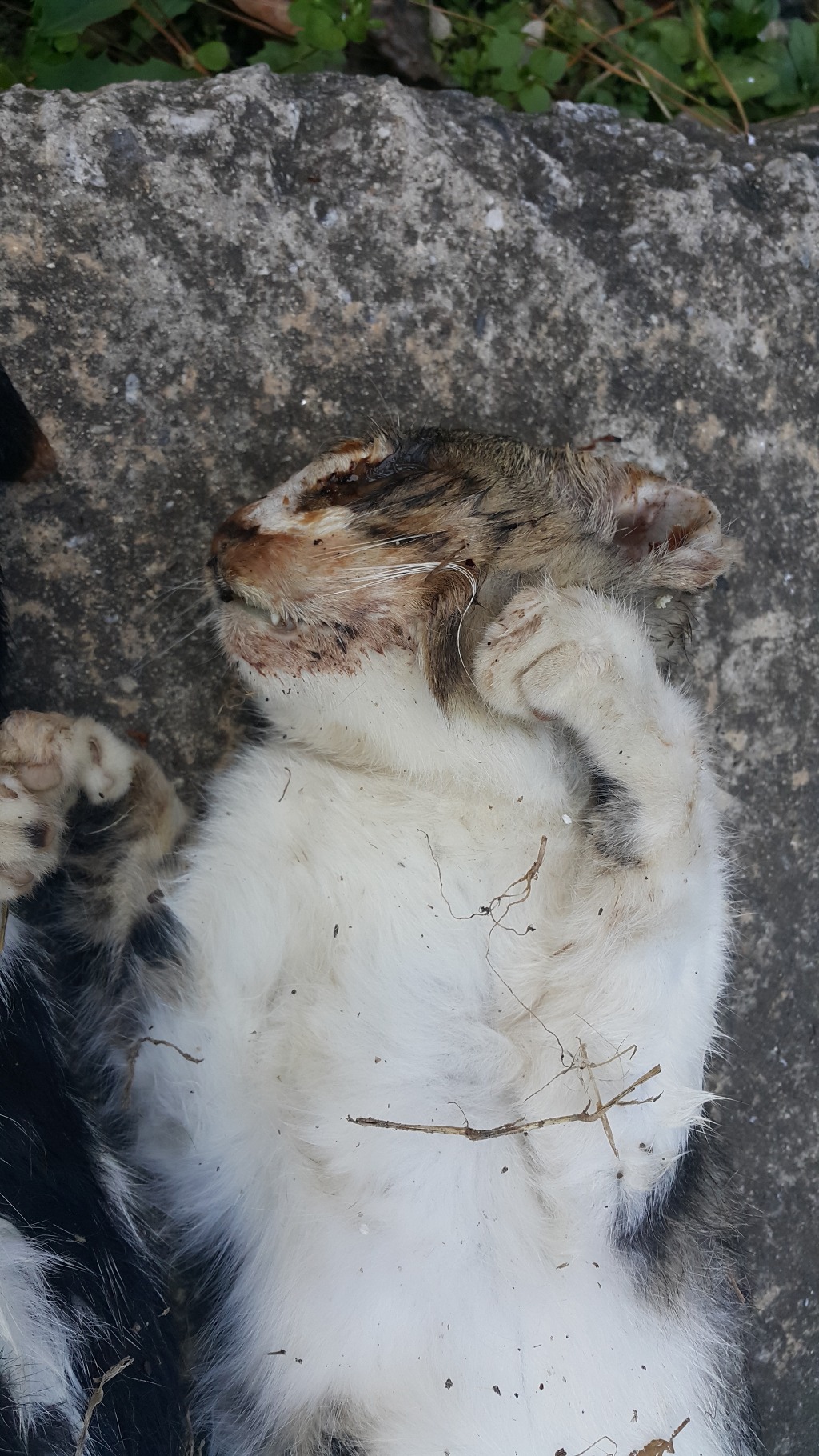 동물농장에 나온 충주 휴게소 고양이들이 독극물로 떼죽음 당했습니다 | 인스티즈