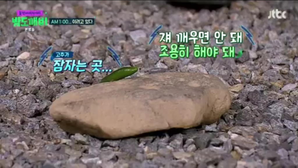 [밤도깨비] 새벽 한시에 아무말 대잔치 벌이는 밤도깨비들 | 인스티즈