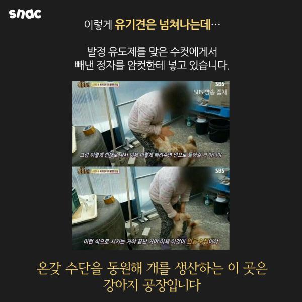 자기 팔에 안락사 주사를 놓은 수의사의 고백 | 인스티즈