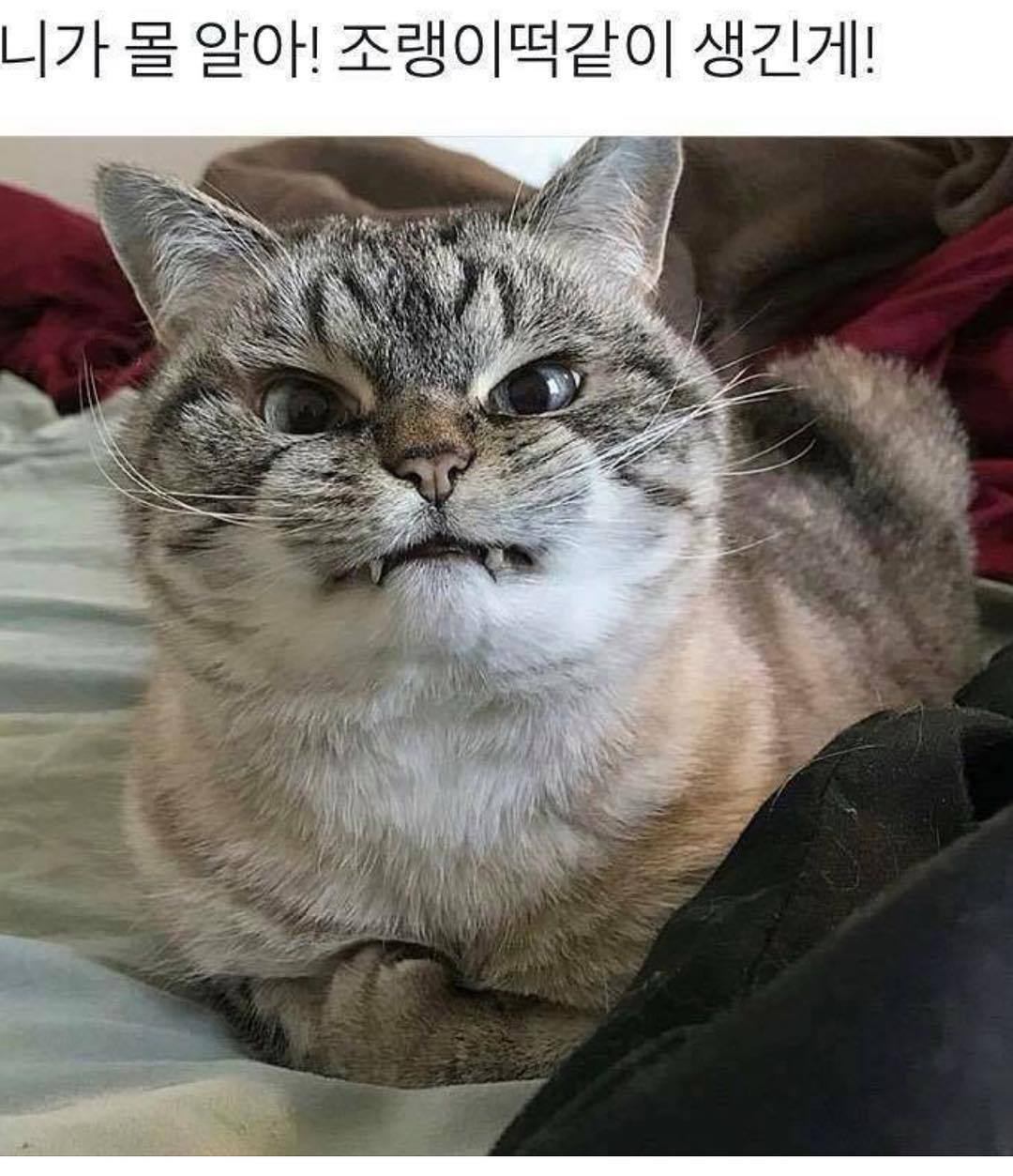 "니가 몰 알아! 조랭이떡같이 생긴게!"의 고양이 로키 사진 | 인스티즈