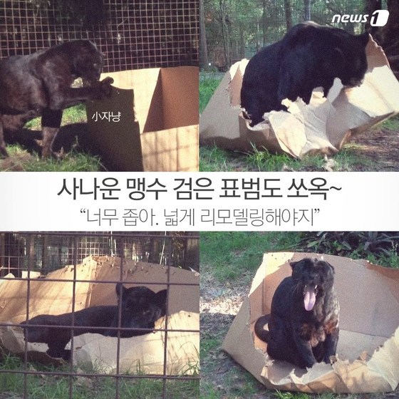 호랑이,사자,표범 기타등등 고양이과 맹수를 만났을때 살아남는 방법 | 인스티즈