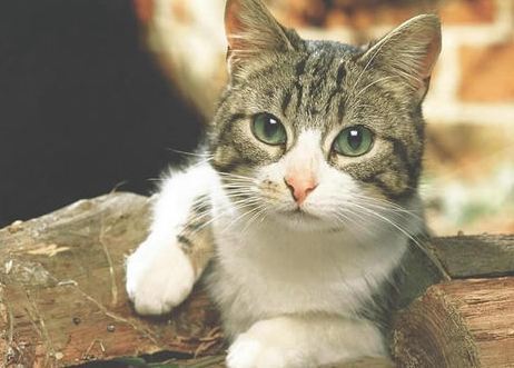 가장 흔하지만 너무나 매력적인 고양이, 코리안 숏헤어에 대하여 | 인스티즈