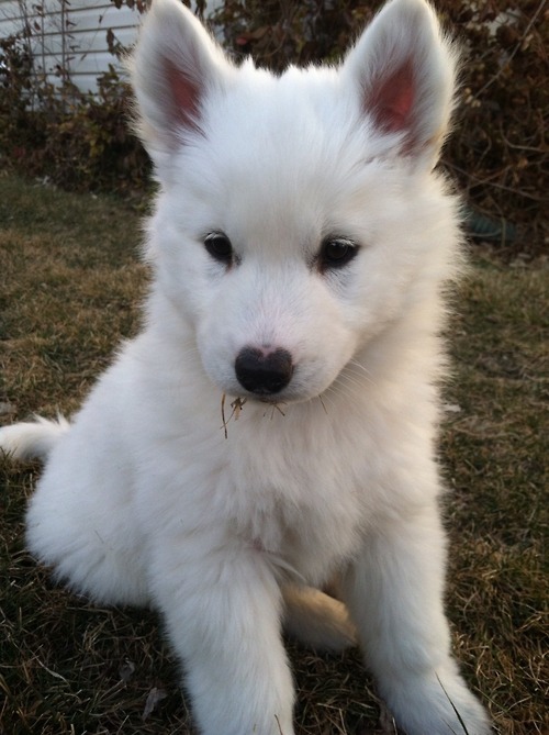 [사모예드] 하루에 빠지는 털로 옷도 짜입는다는 개 jpg | 인스티즈