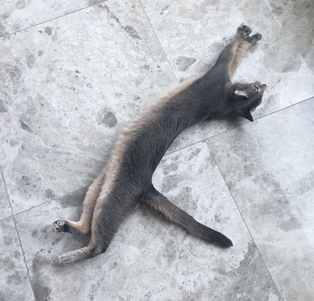 지디네 고양이.jpgif | 인스티즈