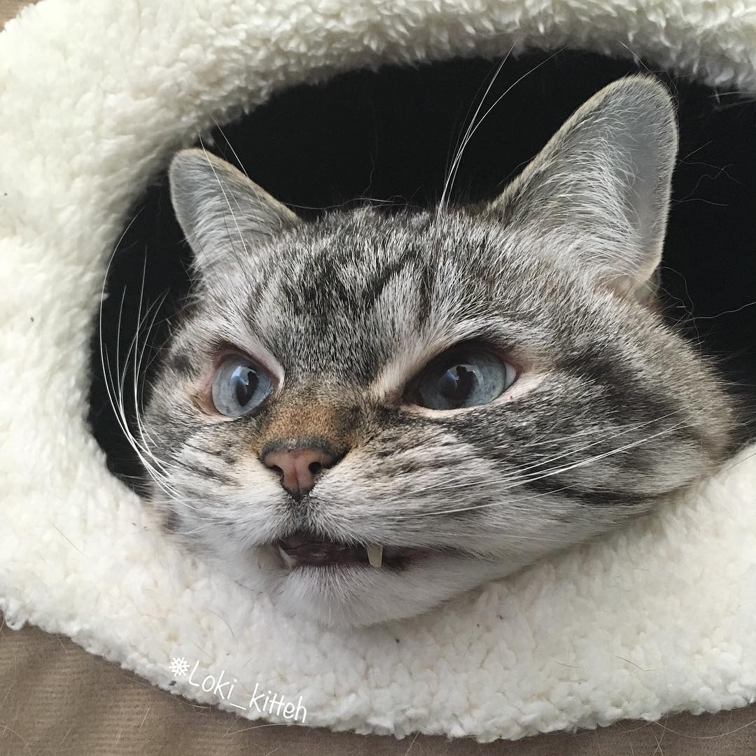 "니가 몰 알아! 조랭이떡같이 생긴게!"의 고양이 로키 사진 | 인스티즈