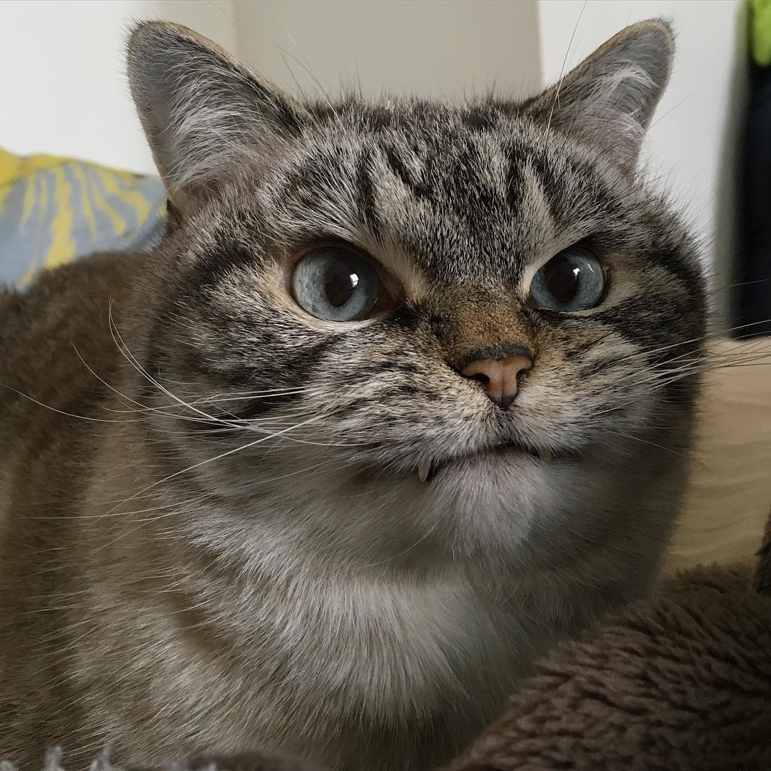 "니가 몰 알아! 조랭이떡같이 생긴게!"의 고양이 로키 사진 | 인스티즈