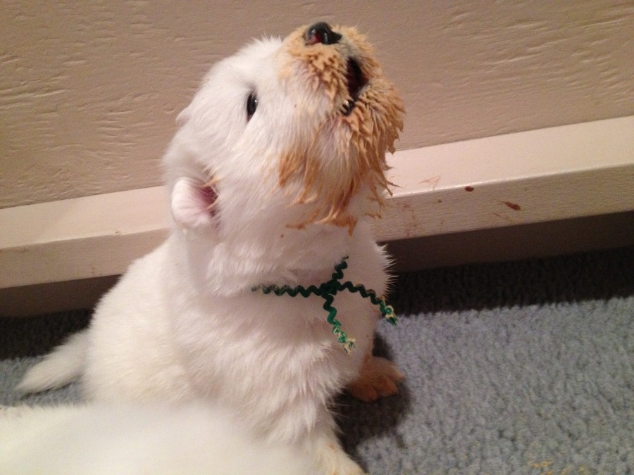 [사모예드] 하루에 빠지는 털로 옷도 짜입는다는 개 jpg | 인스티즈