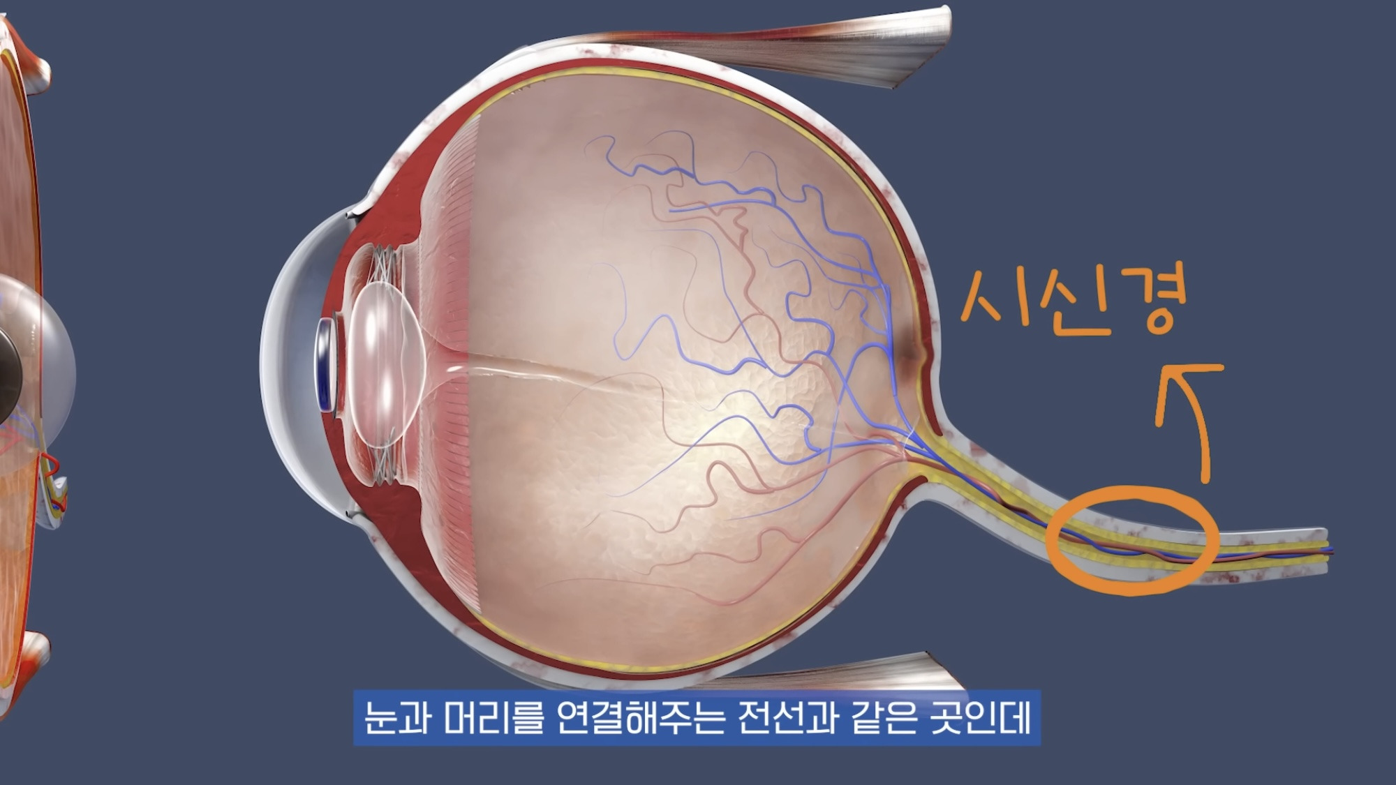 눈이 실명 전 잠깐 보내는 마지막 신호. 이 증상이 보인다면 당장 병원 뛰쳐가세요.jpg | 인스티즈