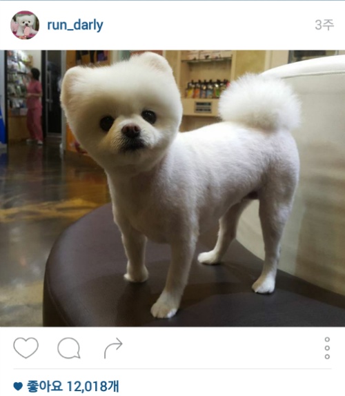 유기견에서 스타강아지가 되기까지 달리의 변화모습 | 인스티즈