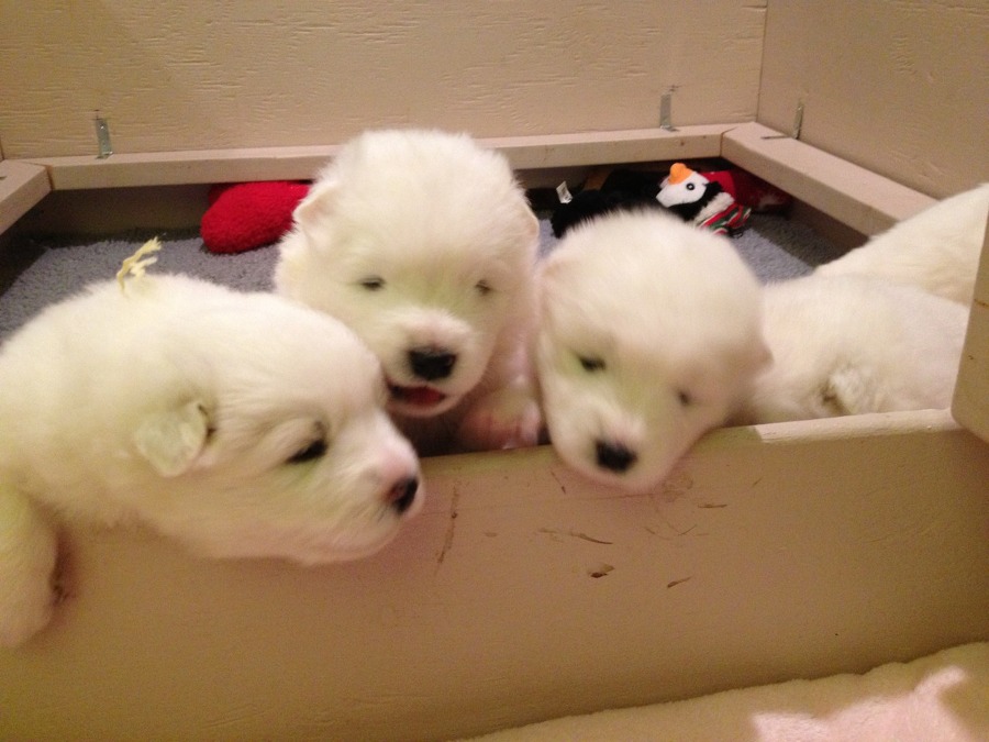 [사모예드] 하루에 빠지는 털로 옷도 짜입는다는 개 jpg | 인스티즈