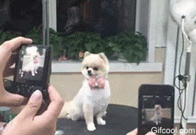 강아지들은 왜 고개를 갸웃거릴까? | 인스티즈