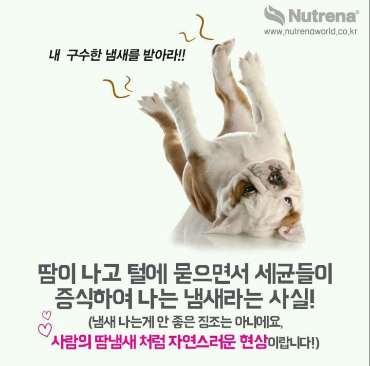 강아지 발바닥 꼬순내를 아시나요?? | 인스티즈