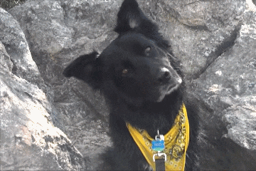 강아지들은 왜 고개를 갸웃거릴까? | 인스티즈