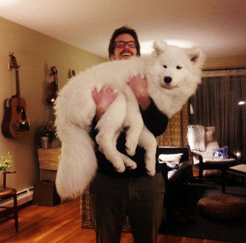 [사모예드] 하루에 빠지는 털로 옷도 짜입는다는 개 jpg | 인스티즈