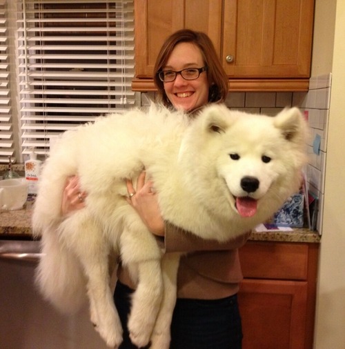 [사모예드] 하루에 빠지는 털로 옷도 짜입는다는 개 jpg | 인스티즈