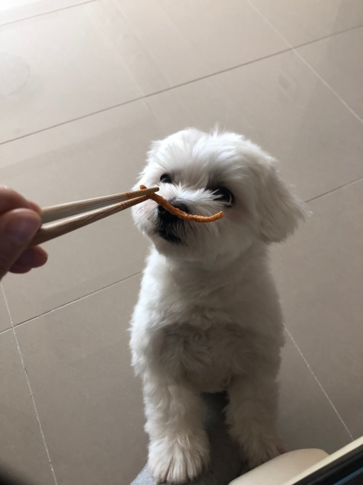  후기방에 올라와 귀여움 받은 '식탐 많은 댕댕이' 글 | 인스티즈