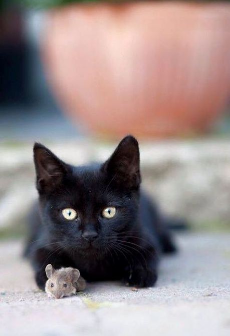 가장 흔하지만 너무나 매력적인 고양이, 코리안 숏헤어에 대하여 | 인스티즈