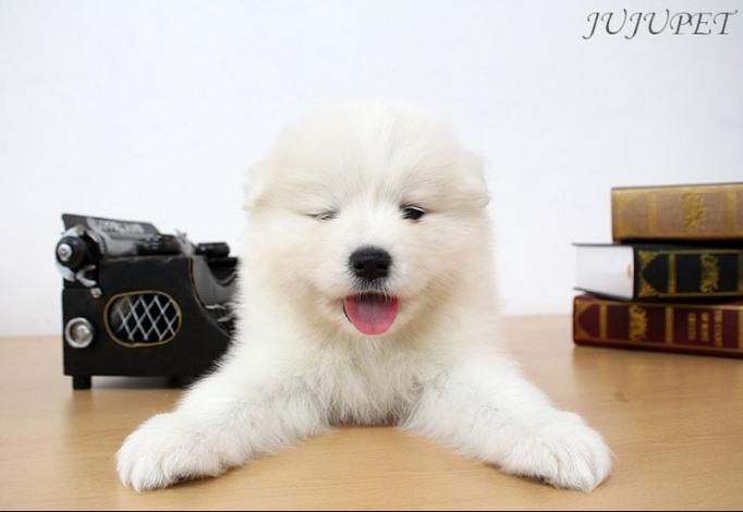 배우 빠수니들은 어떻게 짱덕질하는지 내가 자기소개 해드림 | 인스티즈