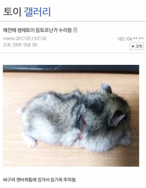 수의사도 포기한 등 찢어진 햄스터 수술해서 살려낸 디씨인 (사진 주의) | 인스티즈