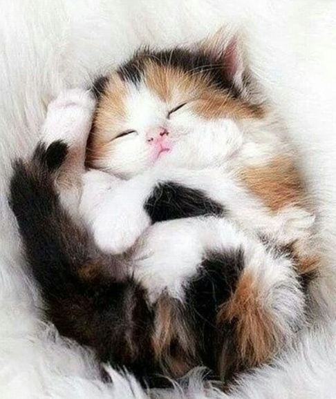 가장 흔하지만 너무나 매력적인 고양이, 코리안 숏헤어에 대하여 | 인스티즈