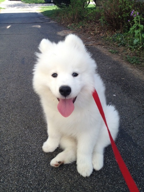 [사모예드] 하루에 빠지는 털로 옷도 짜입는다는 개 jpg | 인스티즈