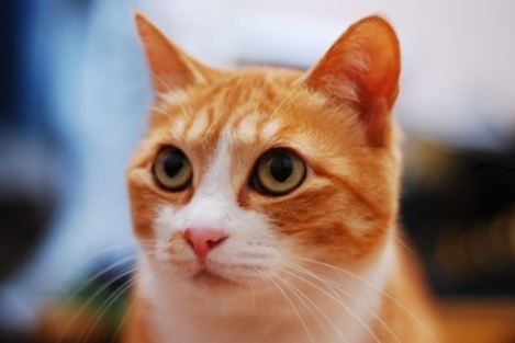 가장 흔하지만 너무나 매력적인 고양이, 코리안 숏헤어에 대하여 | 인스티즈