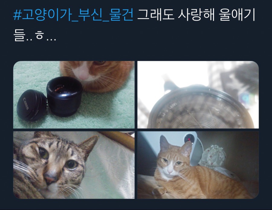귀엽지 않았으면 멸종당했을 생물.jpg | 인스티즈
