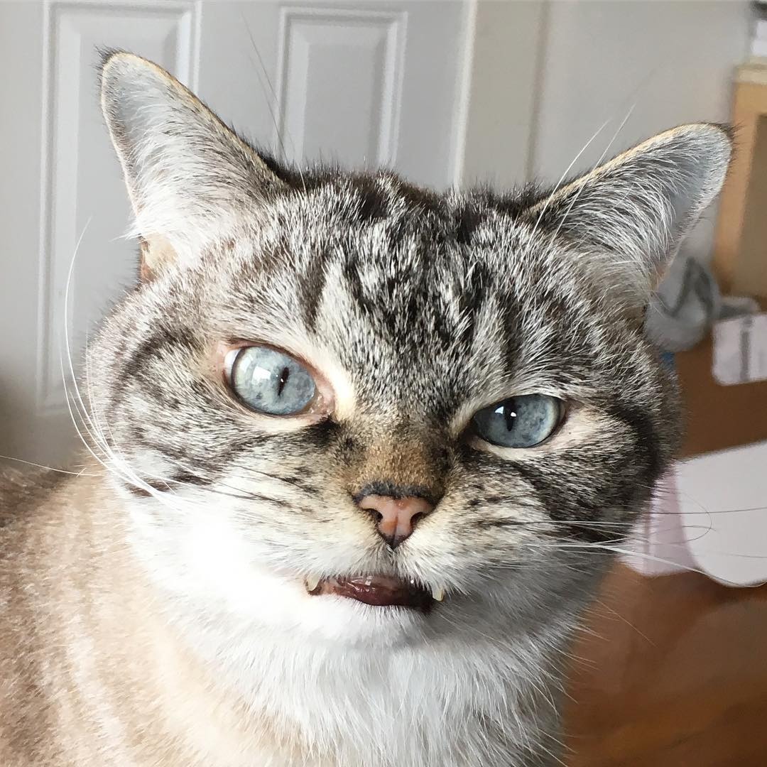 "니가 몰 알아! 조랭이떡같이 생긴게!"의 고양이 로키 사진 | 인스티즈