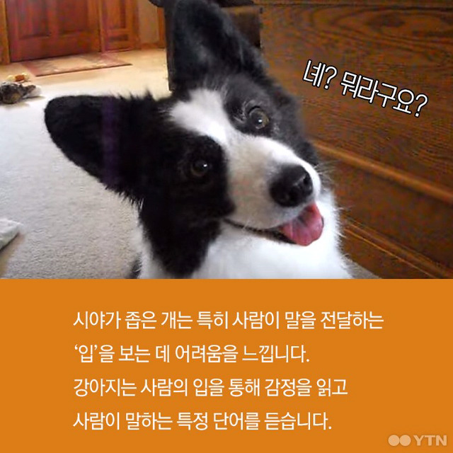 강아지들은 왜 고개를 갸웃거릴까? | 인스티즈