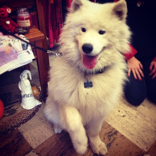 [사모예드] 하루에 빠지는 털로 옷도 짜입는다는 개 jpg | 인스티즈