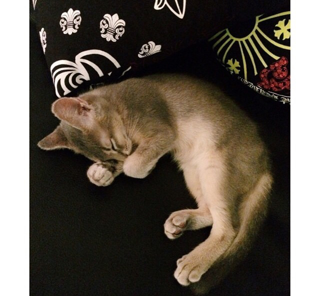 지디네 고양이.jpgif | 인스티즈