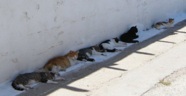 개나 고양이나 사람이나... | 인스티즈