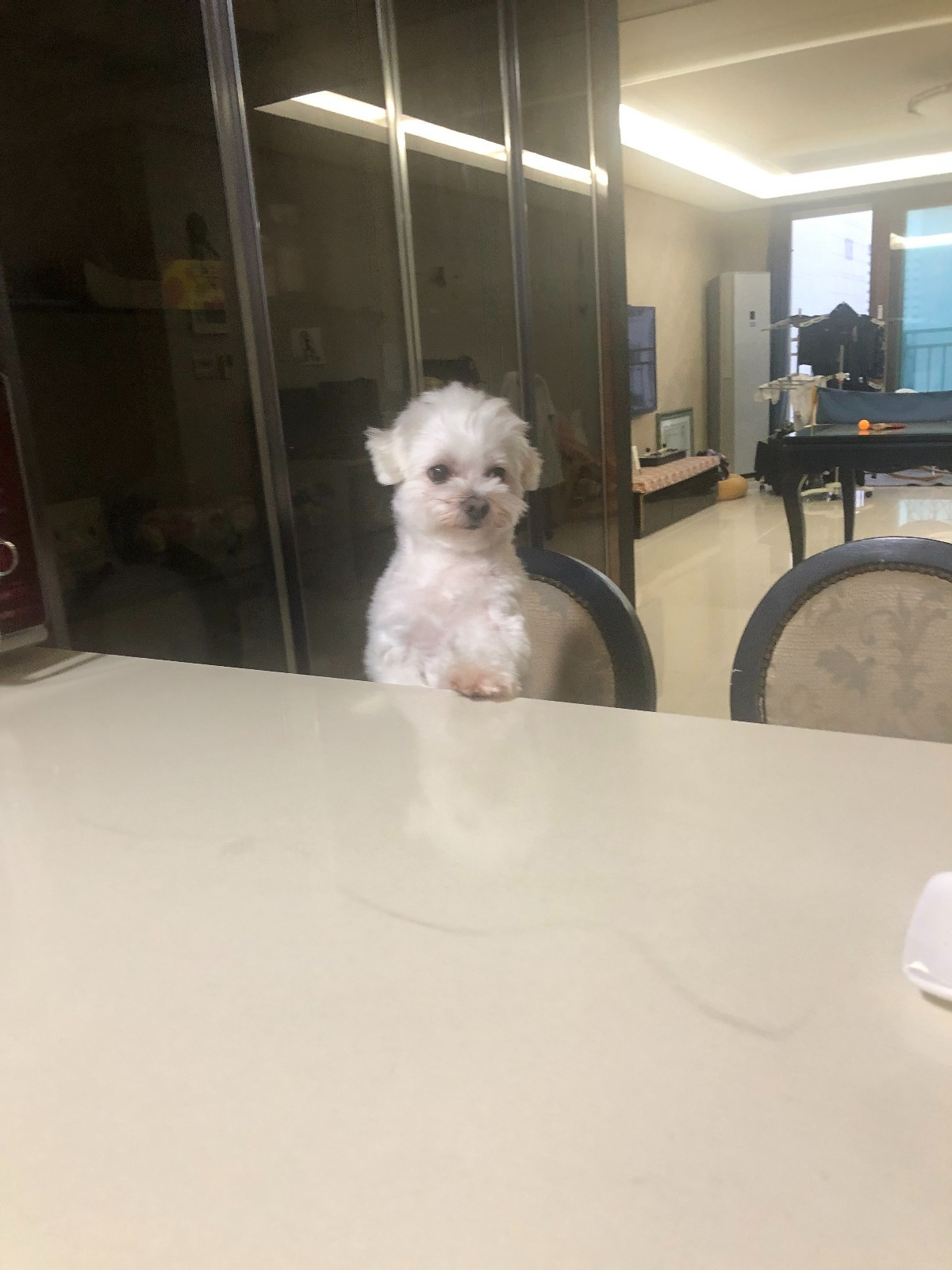  후기방에 올라와 귀여움 받은 '식탐 많은 댕댕이' 글 | 인스티즈