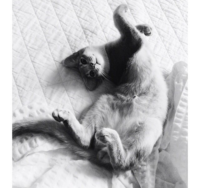 지디네 고양이.jpgif | 인스티즈