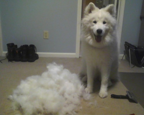 [사모예드] 하루에 빠지는 털로 옷도 짜입는다는 개 jpg | 인스티즈