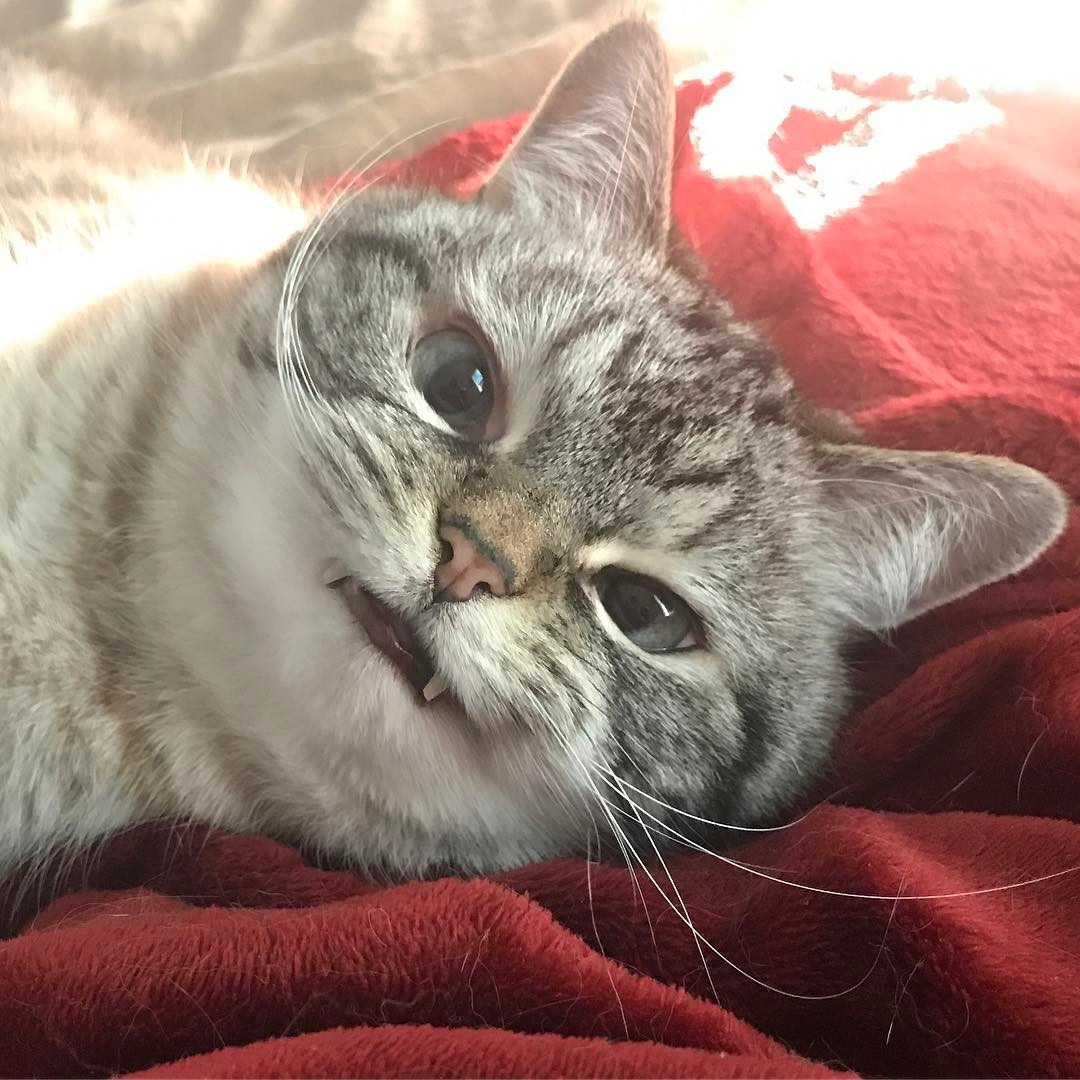 "니가 몰 알아! 조랭이떡같이 생긴게!"의 고양이 로키 사진 | 인스티즈