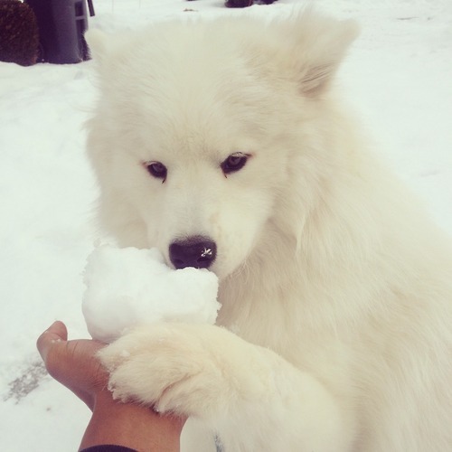 [사모예드] 하루에 빠지는 털로 옷도 짜입는다는 개 jpg | 인스티즈