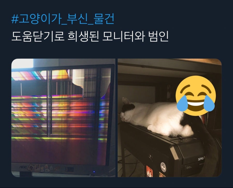 귀엽지 않았으면 멸종당했을 생물.jpg | 인스티즈