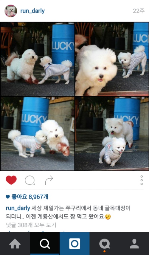 유기견에서 스타강아지가 되기까지 달리의 변화모습 | 인스티즈