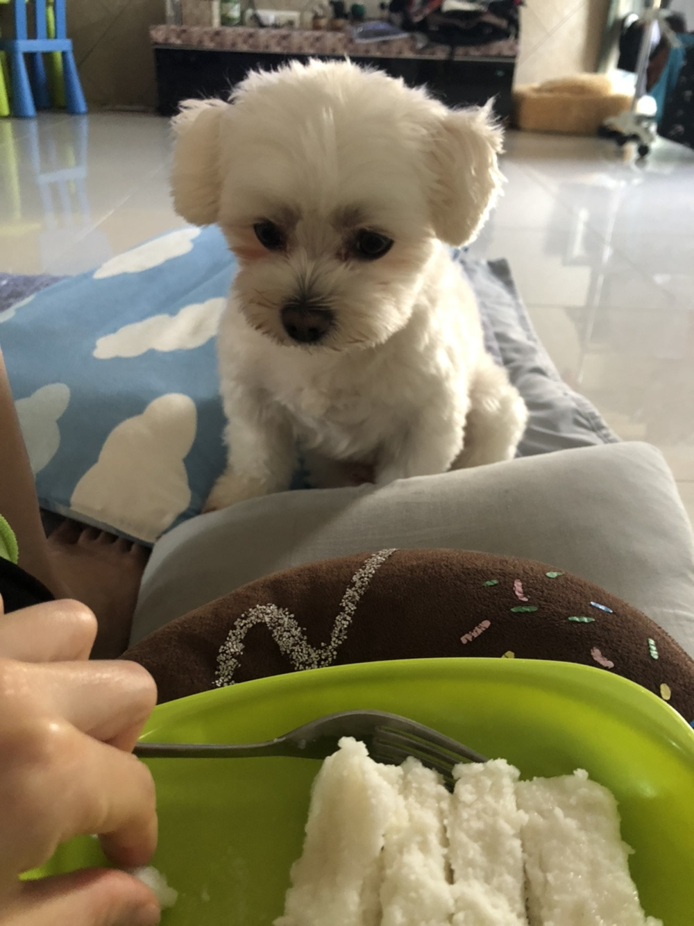  후기방에 올라와 귀여움 받은 '식탐 많은 댕댕이' 글 | 인스티즈