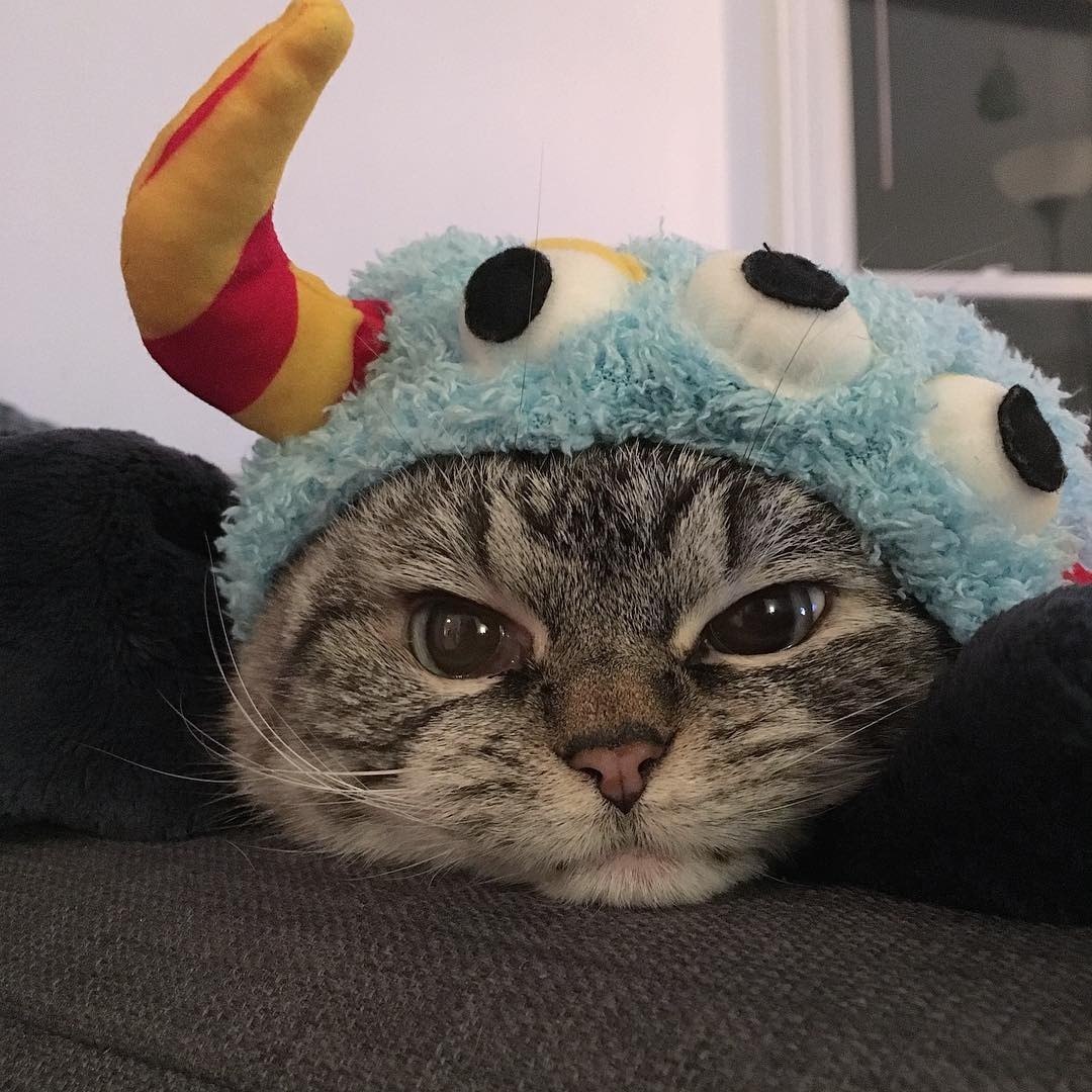 "니가 몰 알아! 조랭이떡같이 생긴게!"의 고양이 로키 사진 | 인스티즈