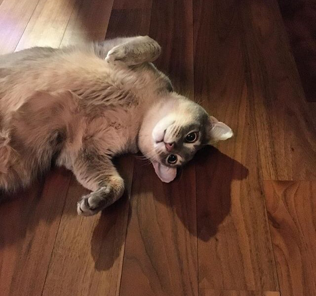 지디네 고양이.jpgif | 인스티즈