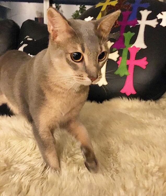 지디네 고양이.jpgif | 인스티즈