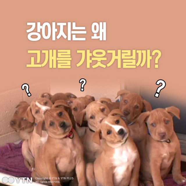 강아지들은 왜 고개를 갸웃거릴까? | 인스티즈