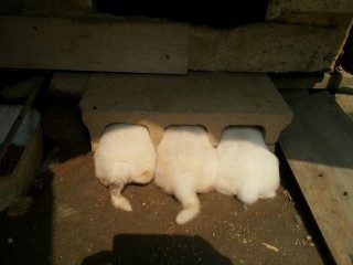 개나 고양이나 사람이나... | 인스티즈