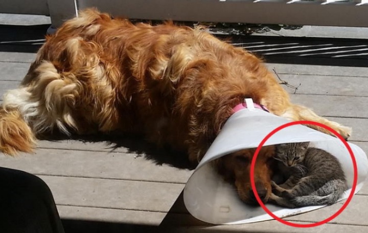 개나 고양이나 사람이나... | 인스티즈