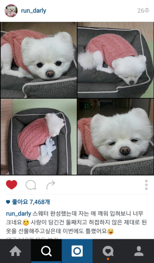 유기견에서 스타강아지가 되기까지 달리의 변화모습 | 인스티즈