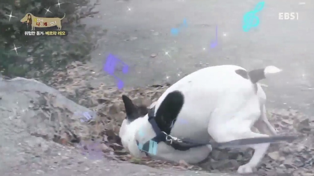 강아지가 흙이나 땅에 몸을 비비는 이유.jpg | 인스티즈